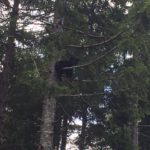 Bear hanging out near Spruce Bay